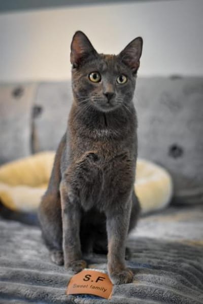 Teo  Süßer Russisch-Blau-Mix-Kater