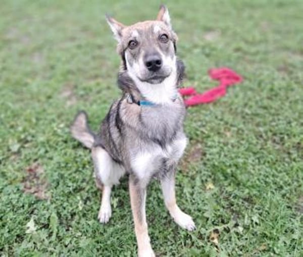 Zierliche Hütehündin Vela sucht Familie