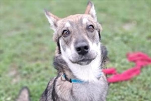 Zierliche Hütehündin Vela sucht Familie