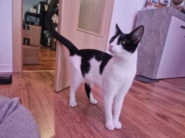 Bubu, verspieltes Krümelmonster, ca. 8 M