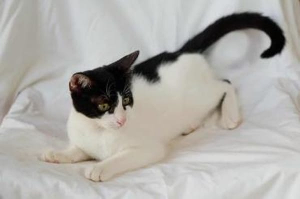 Bubu, verspieltes Krümelmonster, ca. 8 M