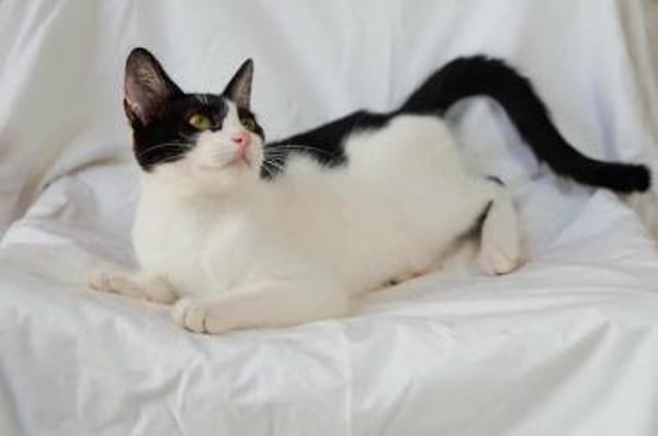 Bubu, verspieltes Krümelmonster, ca. 8 M