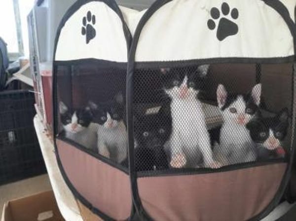 Bubu, verspieltes Krümelmonster, ca. 8 M