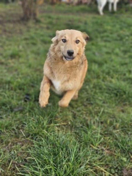Simba - charmanter Bube sucht Zuhause