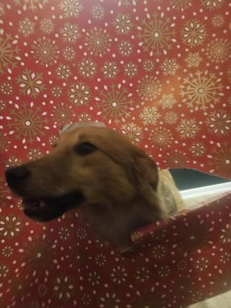 Simba - charmanter Bube sucht Zuhause