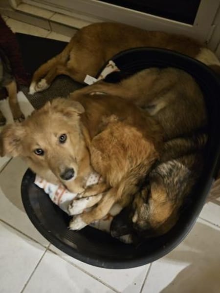 Simba - charmanter Bube sucht Zuhause