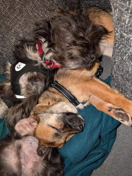 Ginger, bezauberndes Welpenmädchen