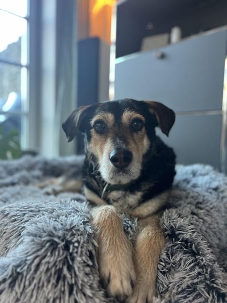 Traumhund Buddy wartet im Ruhrgebiet