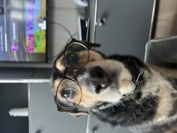 Traumhund Buddy wartet im Ruhrgebiet