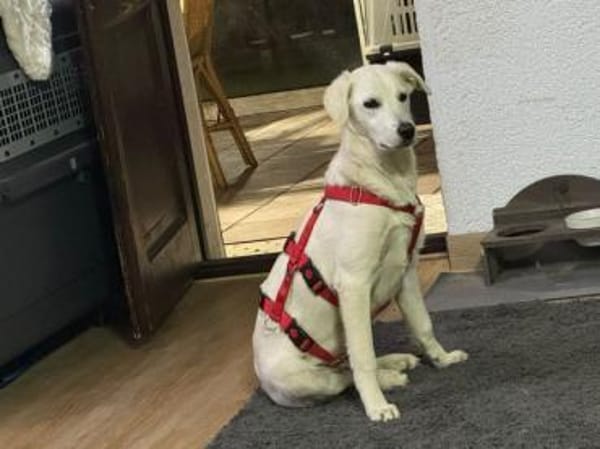 Taiga sucht liebe Menschen