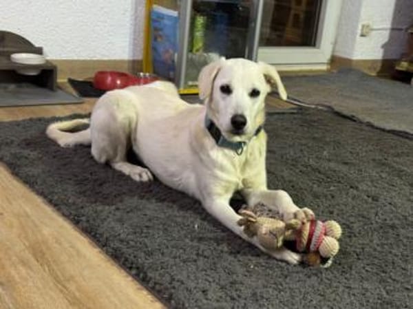 Taiga sucht liebe Menschen