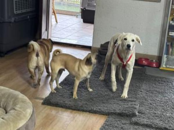 Taiga sucht liebe Menschen