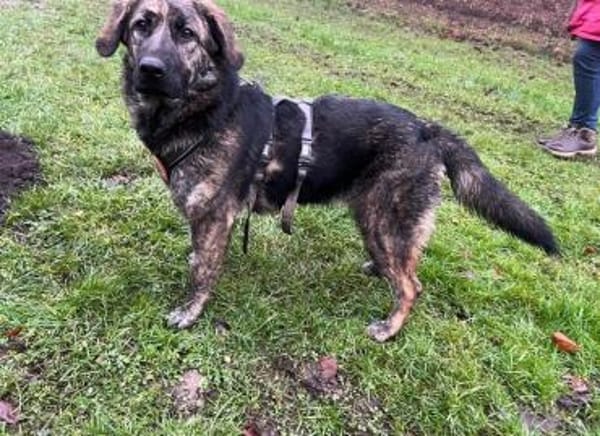 Kessy hat so viel Liebe zu geben