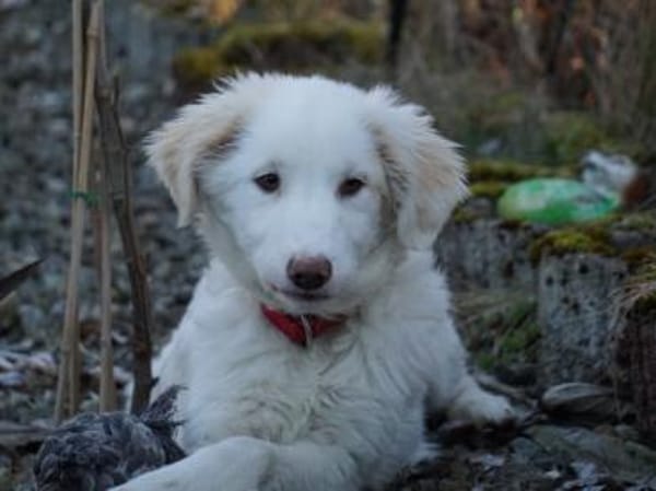 Möchten Sie Smalla ein Zuhause geben?