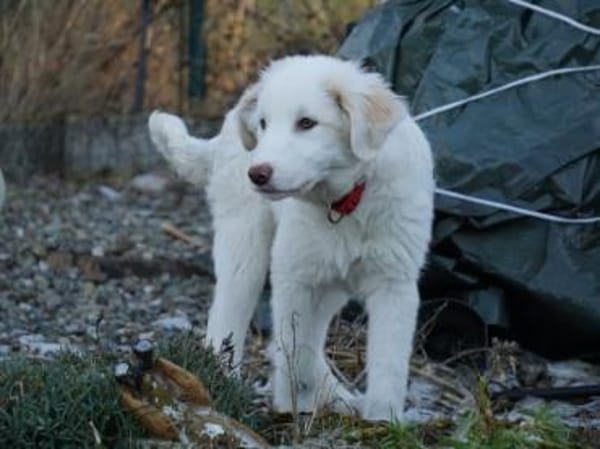 Möchten Sie Smalla ein Zuhause geben?