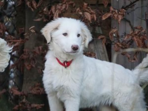 Möchten Sie Smalla ein Zuhause geben?