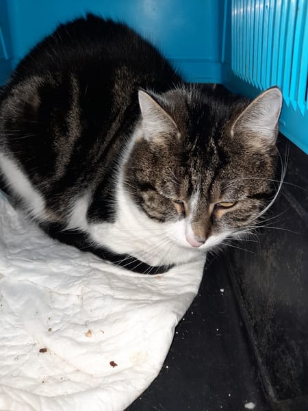 Zebulon chat adulte tgré