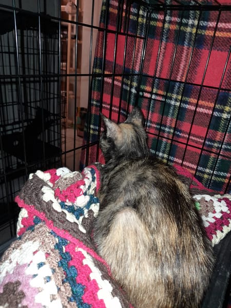 Kitty jeune chatte écaille de tortue