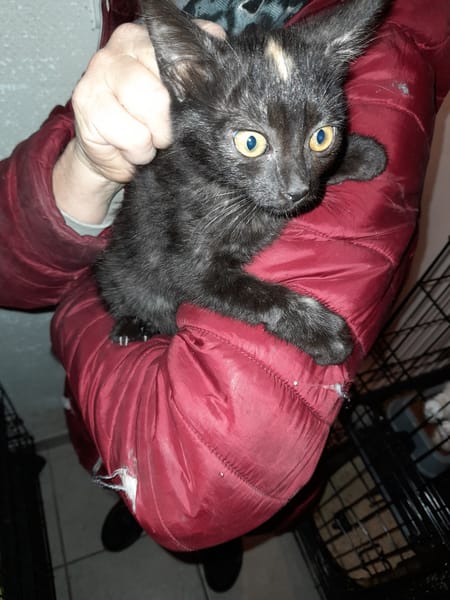 Eclaire chatonne écaille de tortue