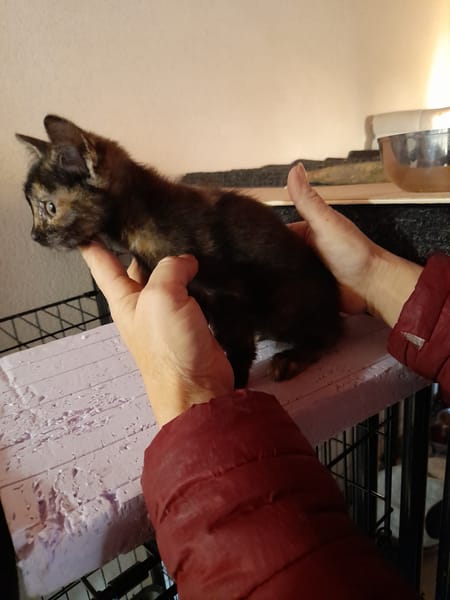 CELESTE chatonne écaille de tortue