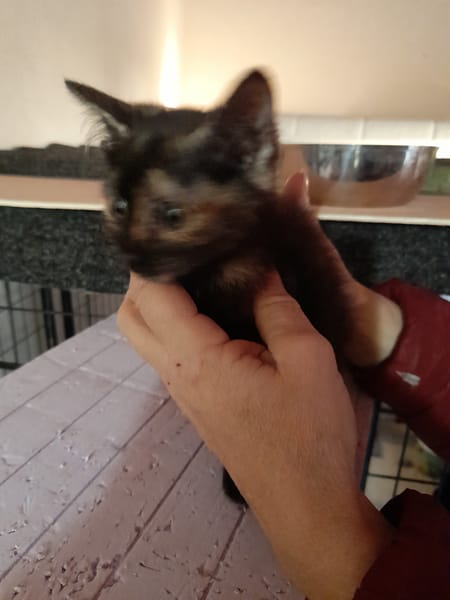 CELESTE chatonne écaille de tortue