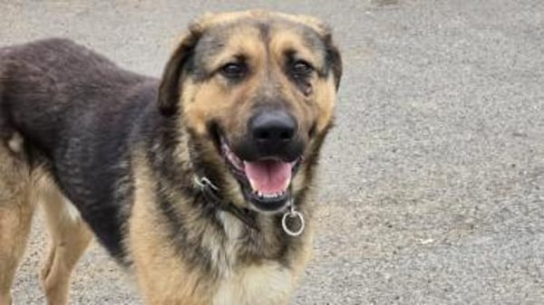 Schöner Bojan sucht dich!