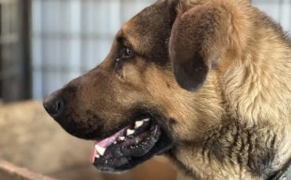 Schöner Bojan sucht dich!