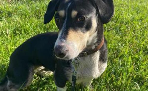 Blueberry sucht ihre Traumfrau