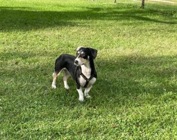 Blueberry sucht ihre Traumfrau