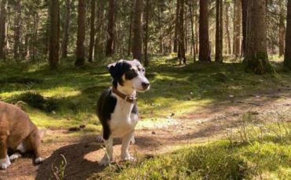 Blueberry sucht ihre Traumfrau