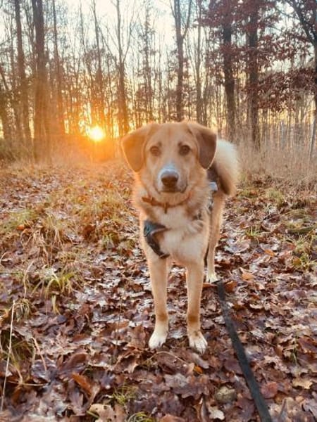 🐶✨ Sanfter Junghund Vino ✨🐶