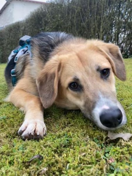 🐶✨ Sanfter Junghund Vino ✨🐶