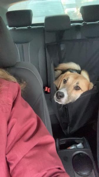 🐶✨ Sanfter Junghund Vino ✨🐶