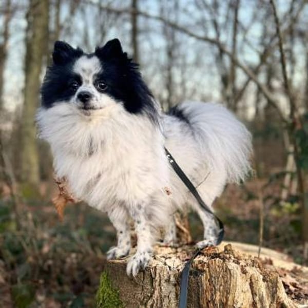 Zoe - ist kommunikativ