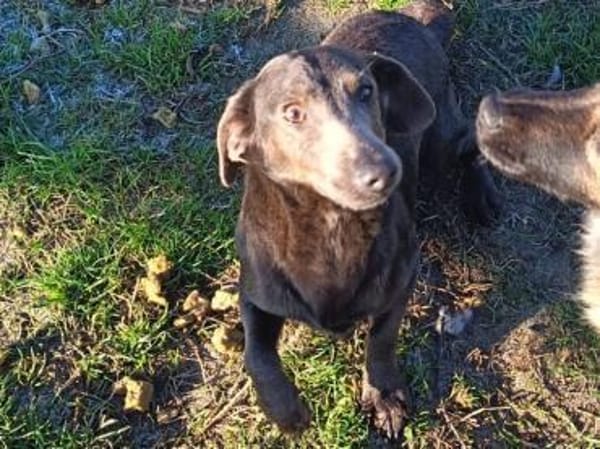 Activia sucht Liebe u.Geborgenheit