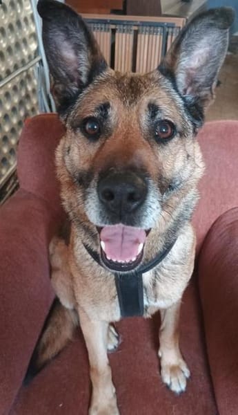 Lisa ein absoluter Traum Hund