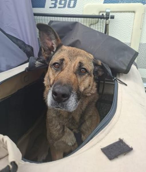 Lisa ein absoluter Traum Hund