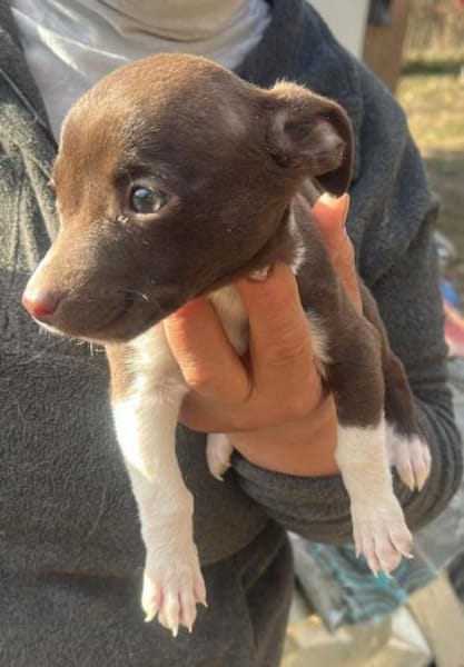 Olanda, klein, süß, sucht Körbchen