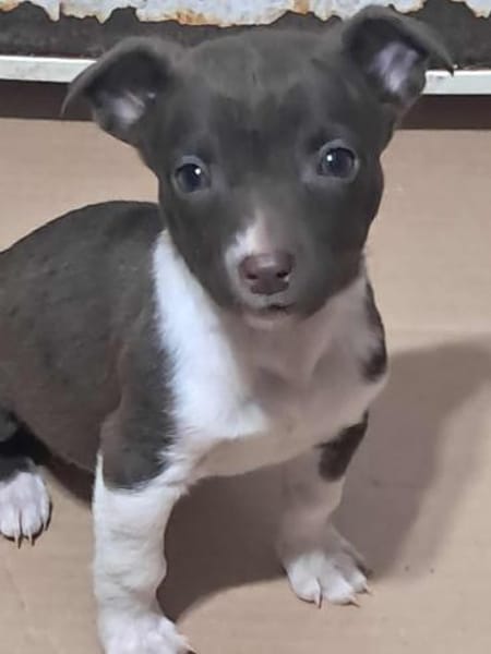 Olanda, klein, süß, sucht Körbchen