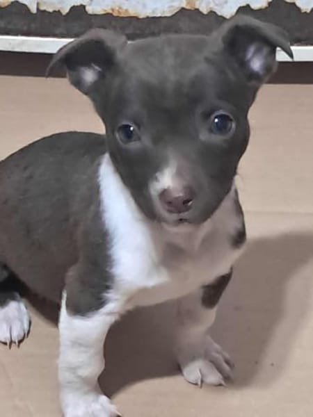 Olanda, klein, süß, sucht Körbchen