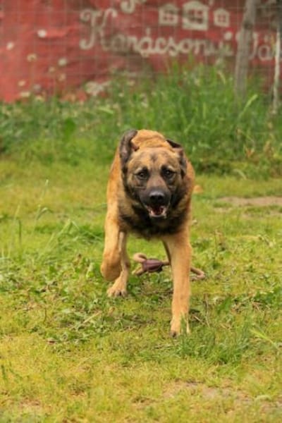 Jony LM  aktiver Junghund