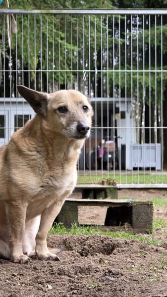 Wer hat ein Herz für PEANUT ❤🙏