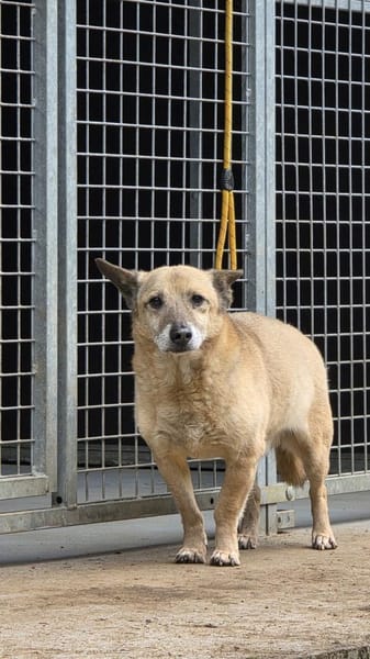 Wer hat ein Herz für PEANUT ❤🙏