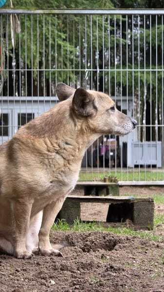 Wer hat ein Herz für PEANUT ❤🙏