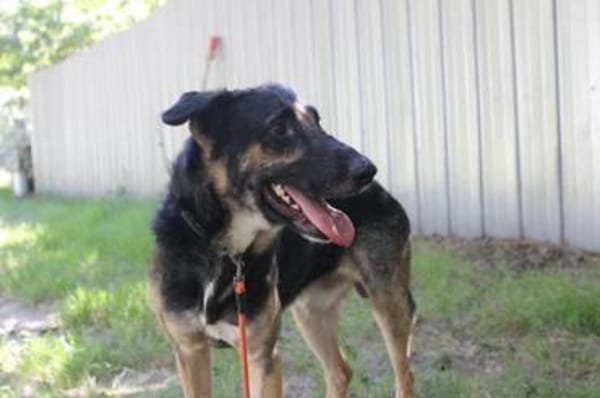 Mäxchen, lustiger, liebevoller Rüde