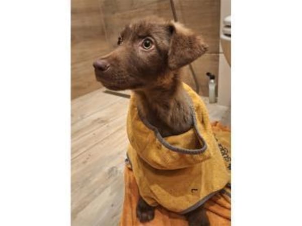 Toffie - wartet in 57577 Hamm