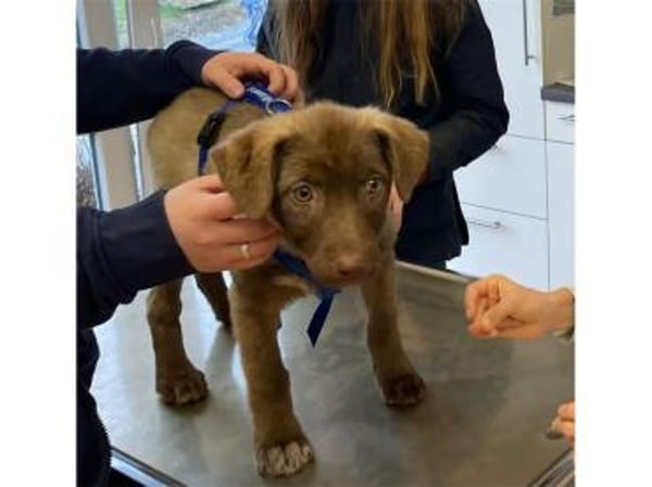 Toffie - wartet in 57577 Hamm