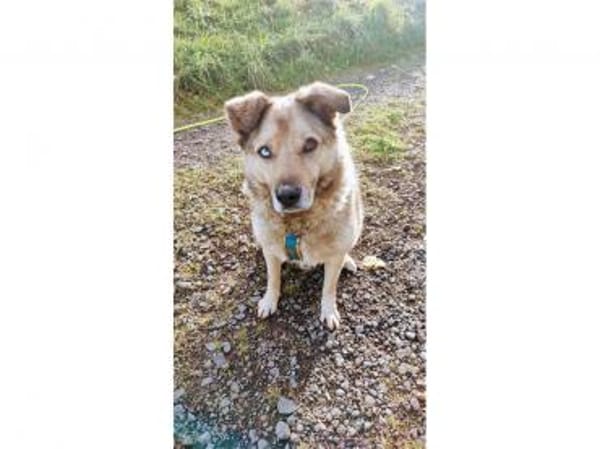 Spencer  wartet in 56379 Oberwies