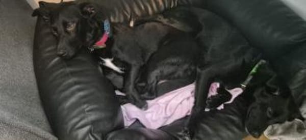 Yuna🌼und Anouk🌸 suchen ein Zuhause