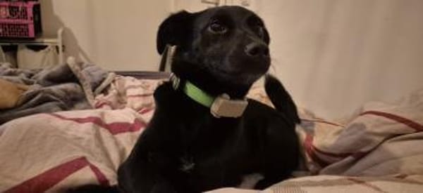 Yuna🌼und Anouk🌸 suchen ein Zuhause